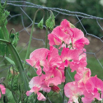 Kings Sweet Pea Mrs Bernard Jones Seed