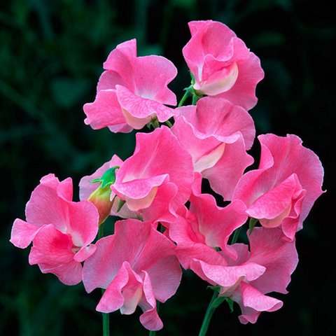 Kings Sweet Pea Sylvia Moore Seed