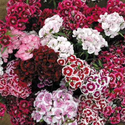 Kings Sweet William Auricula-Eyed Mixed Seeds