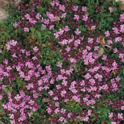 Kings Thyme Creeping Seeds