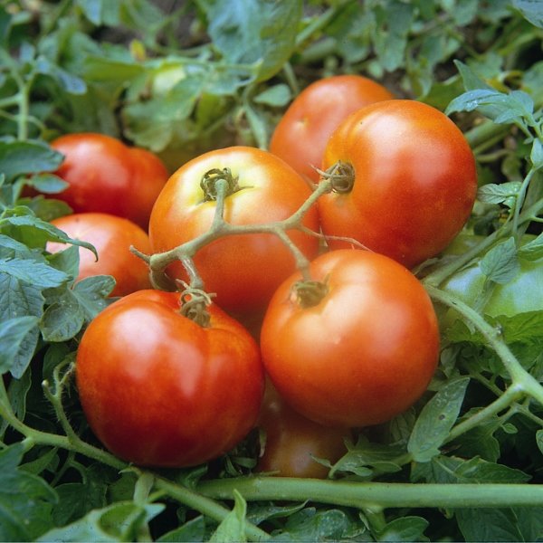 Kings Tomato Ailsa Craig Seeds