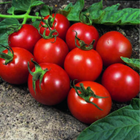 Kings Tomato Alicante Rhs Agm Seeds