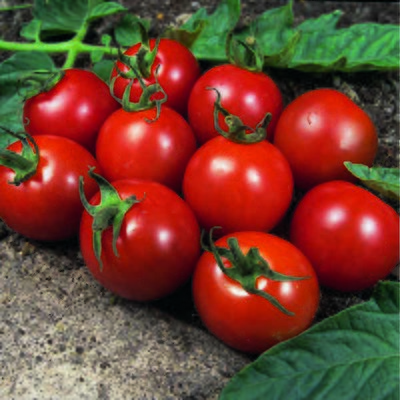 Kings Tomato Alicante Rhs Agm Seeds