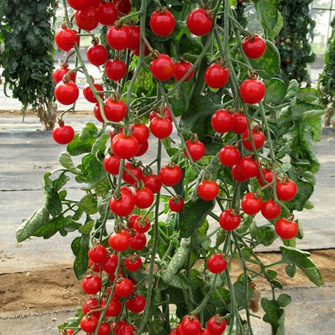 Kings Tomato Bite Size Seeds