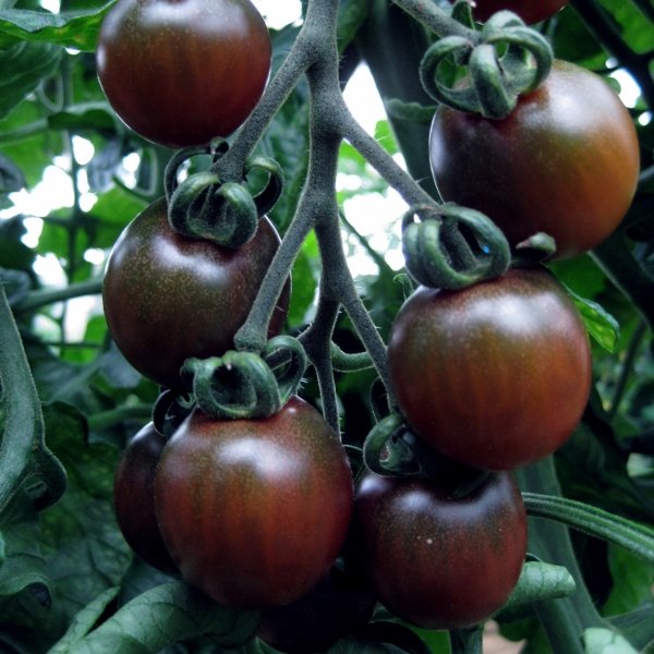 Kings Tomato Black Opal Seeds