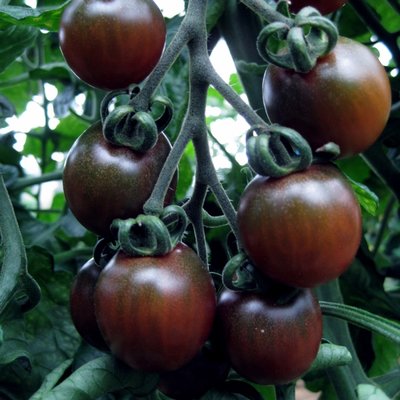 Kings Tomato Black Opal Seeds