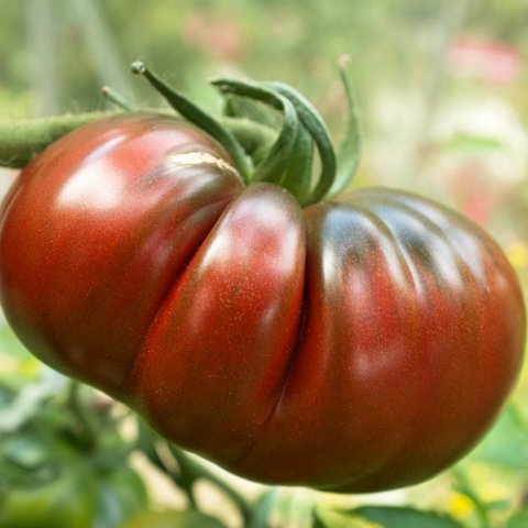 Kings Tomato Black Russian Seeds