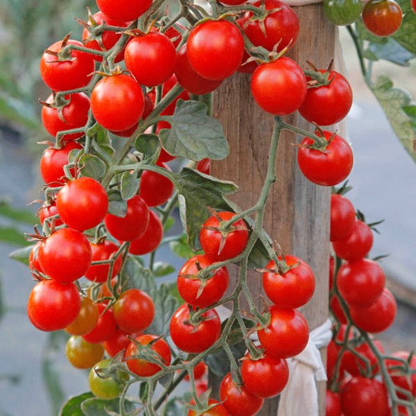 Kings Tomato Crokini F1 Seeds