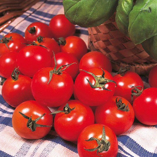 Kings Tomato Gardeners Delight RHS AGM Seeds