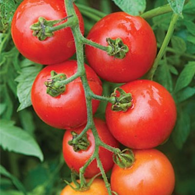 Kings Tomato Mountain Magic F1 Seeds