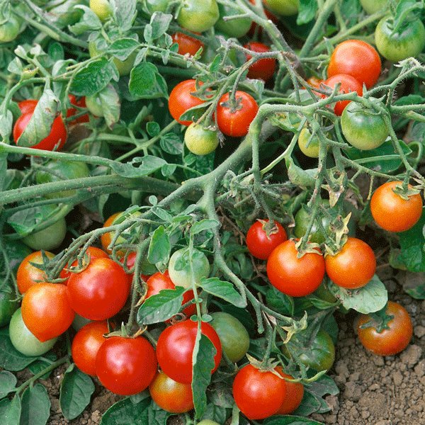 Kings Tomato Red Alert Seeds