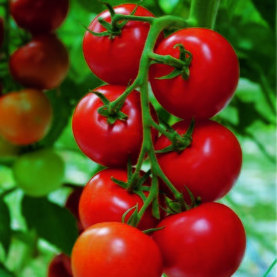 Kings Tomato Shirley F1 Rhs Agm Seeds