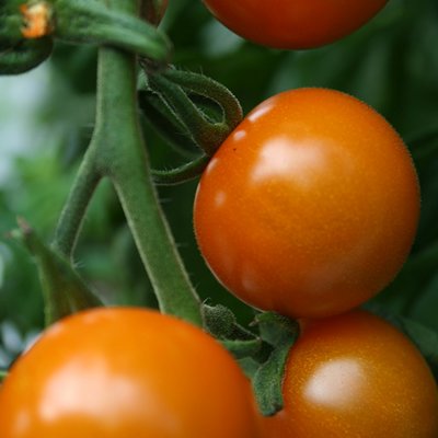 Kings Tomato Sungold F1 Seeds