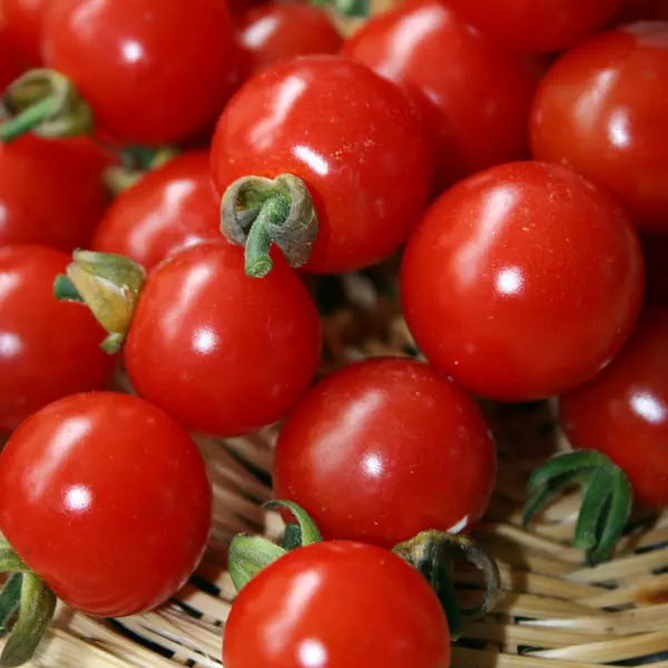 Kings Tomato Sweet Aperitif Seeds