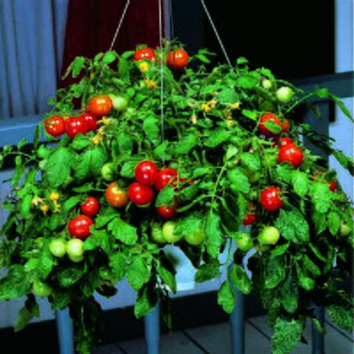 Kings Tomato Tumbler F1 Seeds