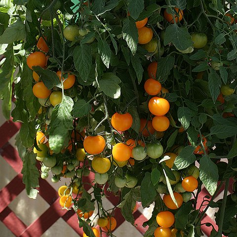 Kings Tomato Tumbling Tom Yellow Seeds