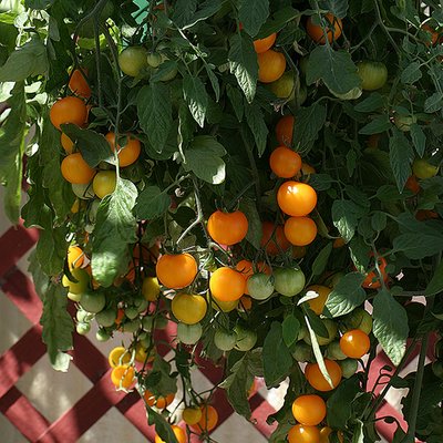 Kings Tomato Tumbling Tom Yellow Seeds