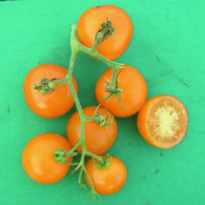 Kings Tomato Yellow Perfection Seeds