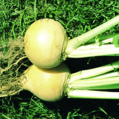 Kings Turnip Golden Ball Seeds