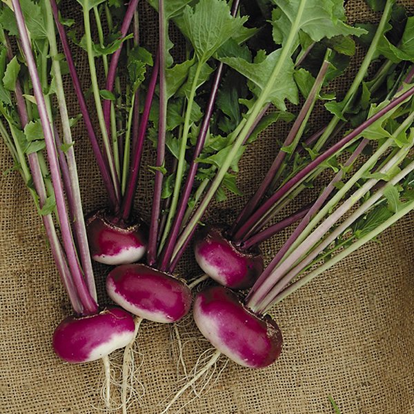 Kings Turnip Milan Purple Seeds