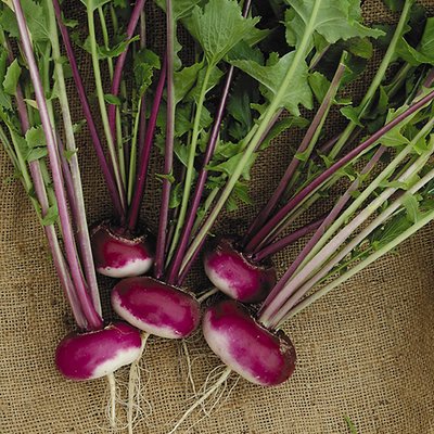 Kings Turnip Milan Purple Seeds