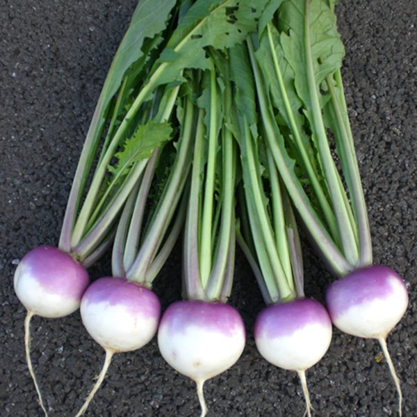 Kings Turnip Sweetbell F1 Seeds