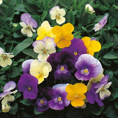 Kings Viola Symphonia Seed