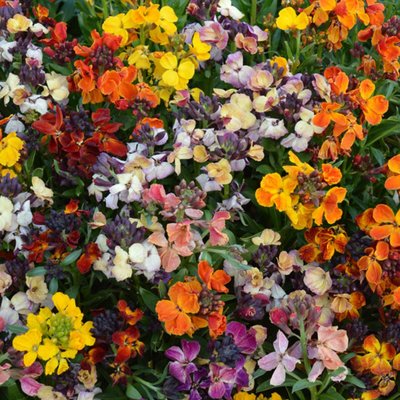 Kings Wallflower Persian Carpet Mixed Seeds