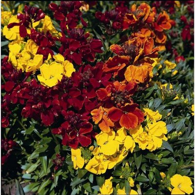 Kings Wallflower Tom Thumb Mixed Seeds