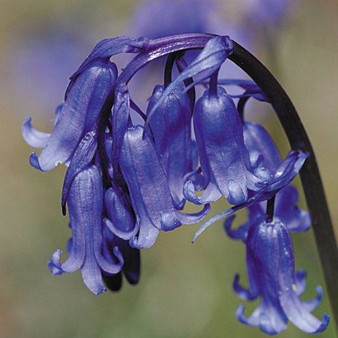 Kings Wild Flower Bluebell Seed