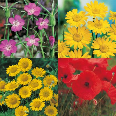 Kings Wild Flower Cornfield Mix Seed