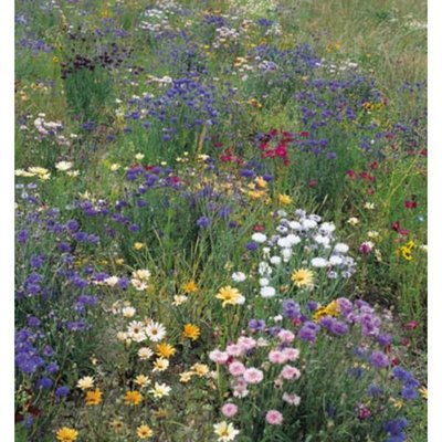 Kings Wild Flower Field & Hedge-Row Mix Seed