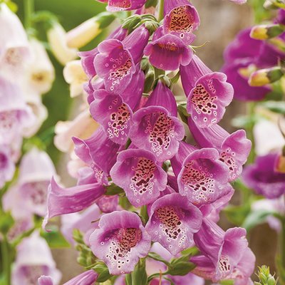 Kings Wild Flower Foxglove Seed