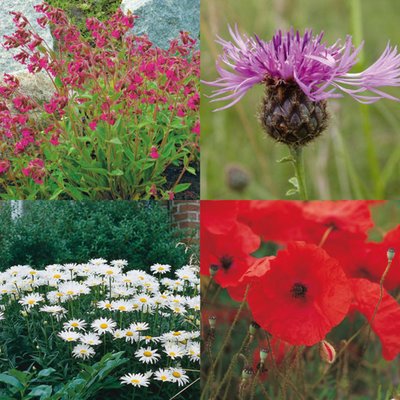 Kings Wild Flower Mix Classic Meadow 80/20 Seed