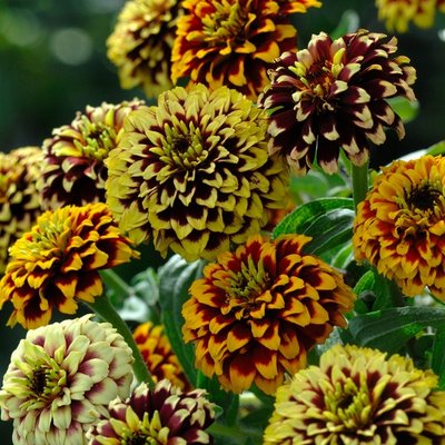 Kings Zinnia Haageana Jazzy Mixture Seed