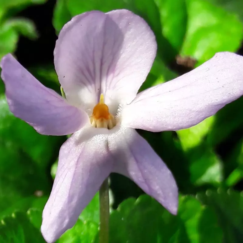 Kisses odorata Violet