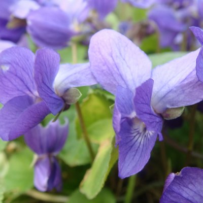 Koningin Charlotte Odorata Violet