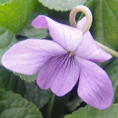 Kristina Odorata Violet