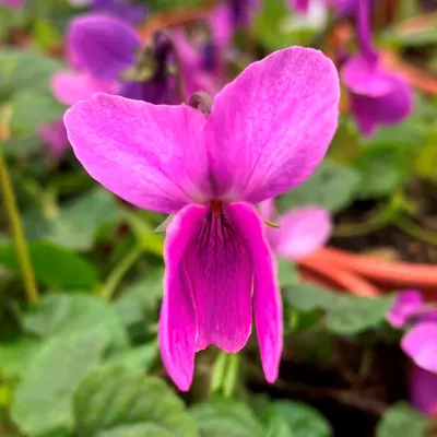 La Regente odorata Violet