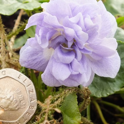 Lady Hume Campbell parma Violet