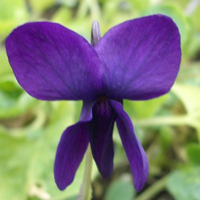 Lady Jane Odorata Violet