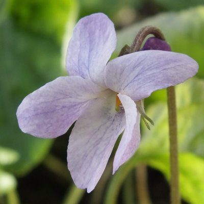 Lavender Lady Odorata Violet