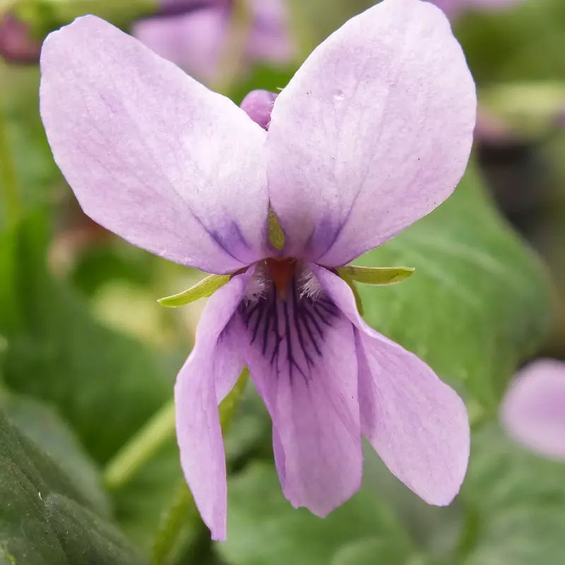 Lavender Lights odorata Violet