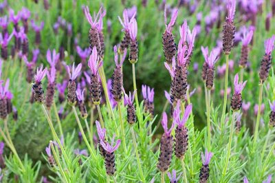 Lavender Stoechas 14cm