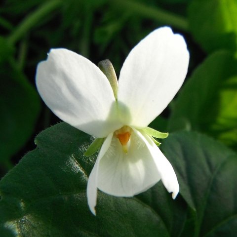 Lee's Ivory odorata Violet