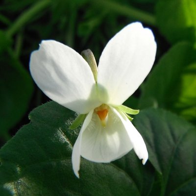 Lee's Ivory odorata Violet