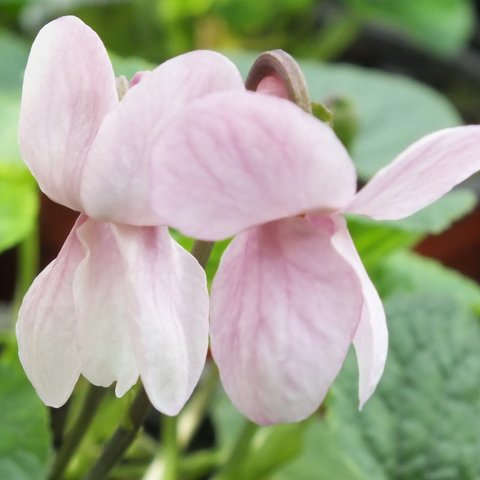 Lee's Peachy Pink odorata Violet