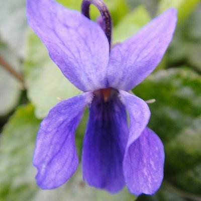 Lee's Blue Odorata Violet