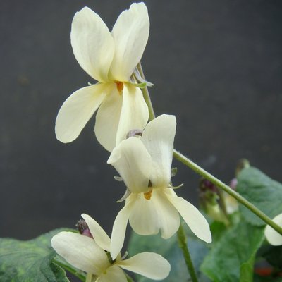 Viola Sulphurea Lemon Form Violet