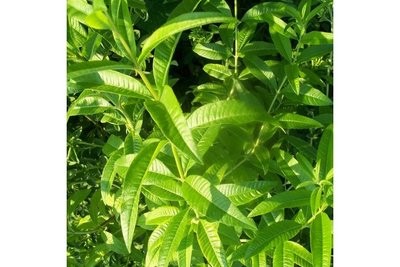 Lemon Verbena Herbal Tea Herb 12cm